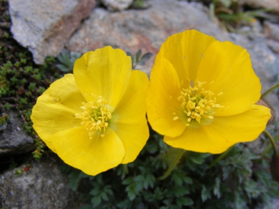 Sentieri ferrati, sentieri fioriti: i fiori dell''Albiolo